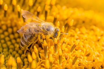 Honey bee covered with yellow pollen collecting sunflower nectar. Animal sitting at summer sun...