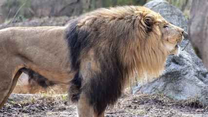 Lion Roaring