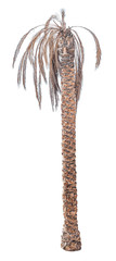 Dead date palm tree isolated