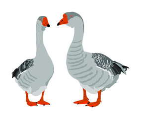Grey Chinese Goose vector illustration isolated on white background. Goose couple in love isolated on white background. Water bird. Domestic animal.