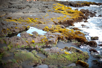 moss and rock on coastline