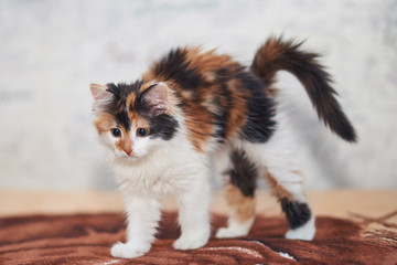 Beautiful tricolor kitten playing. 