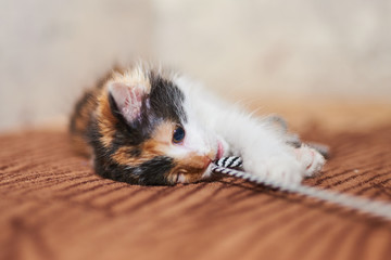 Beautiful tricolor kitten playing. 