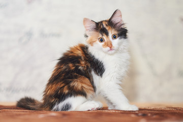 Beautiful tricolor kitten playing. 