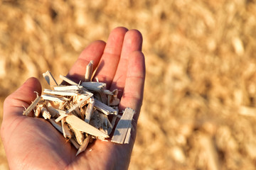 Wood shavings in hand as natural renewable energy