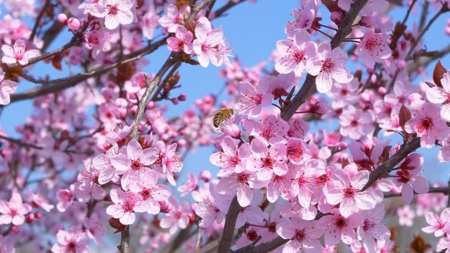 Honey Bee Pollinating Flowers On A Beautiful Spring Tree With The Blue Sky