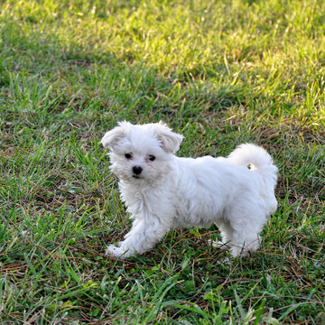Small dog maltezer, in the autumn forest
