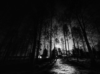 Black white night photo of birch forest with full moon shining behind the trees - the light always find straight way through the darkness