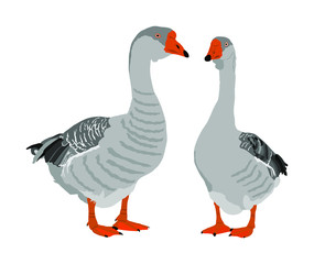 Grey Chinese Goose vector illustration isolated on white background. Goose couple in love isolated on white background. Water bird. Domestic animal.