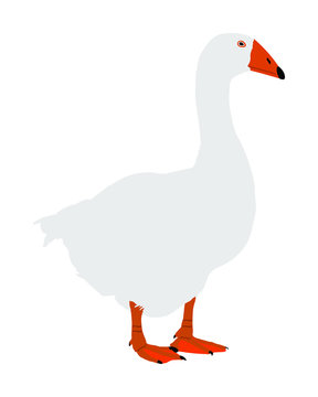 white goose standing, orange beak, feet clip art preview
