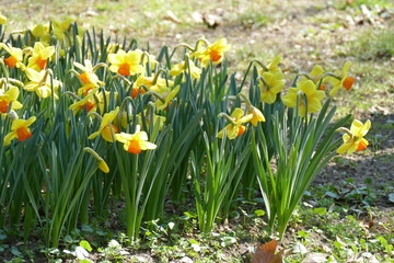 yellow and white narcisus on grassy lawn in Sigurtà garden park in the village of Valeggio on Mincio river