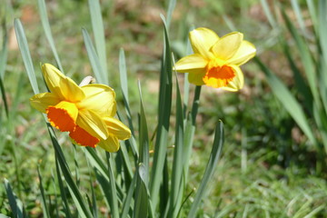 Obraz premium yellow and white narcisus on grassy lawn in Sigurtà garden park in the village of Valeggio on Mincio river