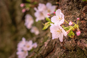 Cherry blossoms in the spring.