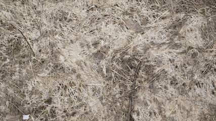 crumpled spring grass