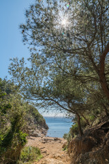 Fototapeta na wymiar paysage de l'île de Porquerolles