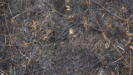 black burnt grass