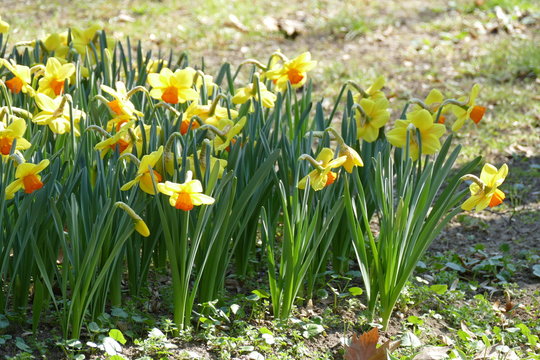 yellow and white narcisus on grassy lawn in Sigurt&agrave; garden park in the village of Valeggio on Mincio river