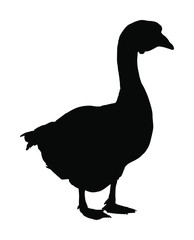 Goose vector silhouette illustration isolated on white background isolated on a white background. Water bird. Domestic animal.