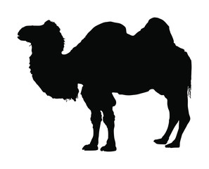Standing Bactrian camel vector silhouette isolated on white. Camel  vector illustration. (Camelus bactrianus)