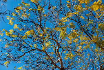 Nature background sky and tree branch.