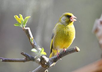 Männlicher Grünfink