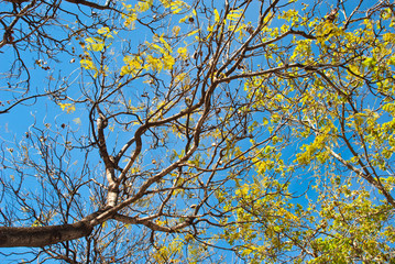 tree branches on sky
