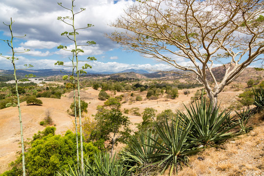 Dry savanna. Rural landscape, nature of East Timor or Timor-Leste, near Baucau, Vemasse, Laleia, Manatuto. Maritime Southeast Asia