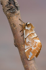 the Kentish glory - Endromis versicolora