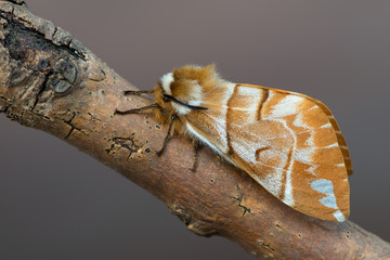 the Kentish glory - Endromis versicolora