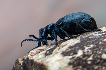 European Oil beetle - Meloe proscarabaeus