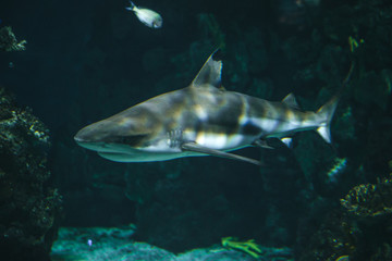 Shark swims in the aquarium with other fish