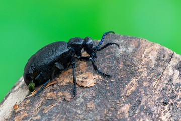 European Oil beetle - Meloe proscarabaeus
