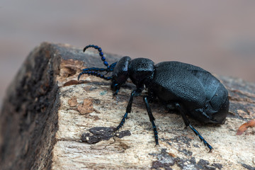 European Oil beetle - Meloe proscarabaeus