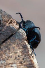 European Oil beetle - Meloe proscarabaeus