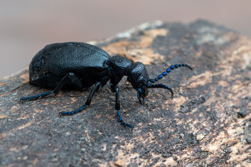 European Oil beetle - Meloe proscarabaeus