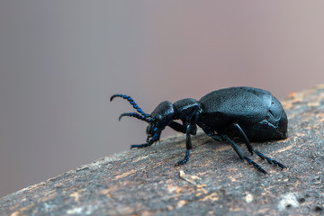 European Oil beetle - Meloe proscarabaeus