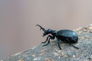 European Oil beetle - Meloe proscarabaeus