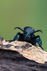 European Oil beetle - Meloe proscarabaeus