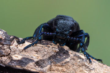 European Oil beetle - Meloe proscarabaeus