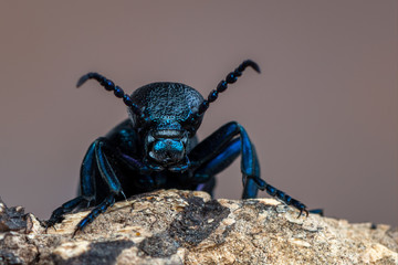 European Oil beetle - Meloe proscarabaeus
