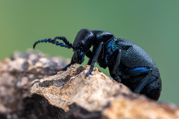 European Oil beetle - Meloe proscarabaeus