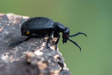 European Oil beetle - Meloe proscarabaeus