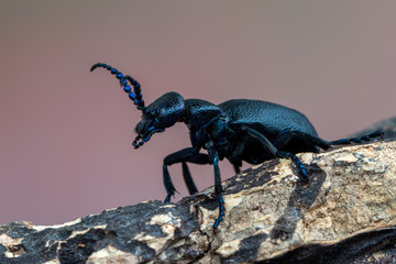 European Oil beetle - Meloe proscarabaeus