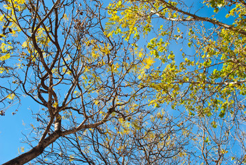 Nature background sky and tree branch.