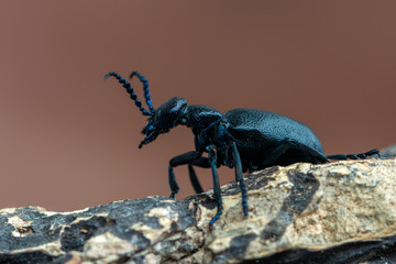 European Oil beetle - Meloe proscarabaeus