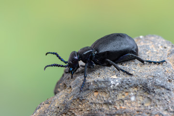 European Oil beetle - Meloe proscarabaeus