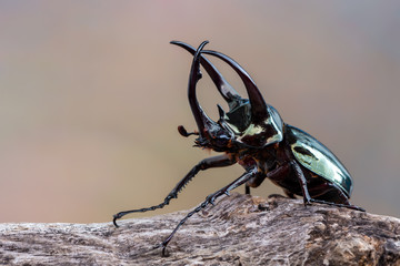 The Atlas beetle - Chalcosoma atlas