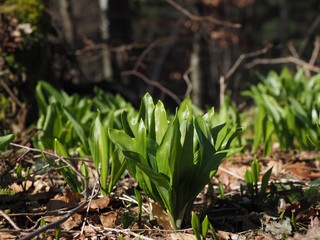 Bärlauch auf einer Waldlichtung