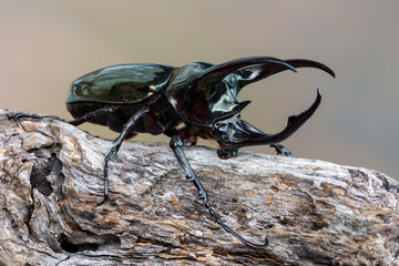 The Atlas beetle - Chalcosoma atlas