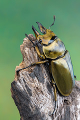 stag beetle - allotopus sp.